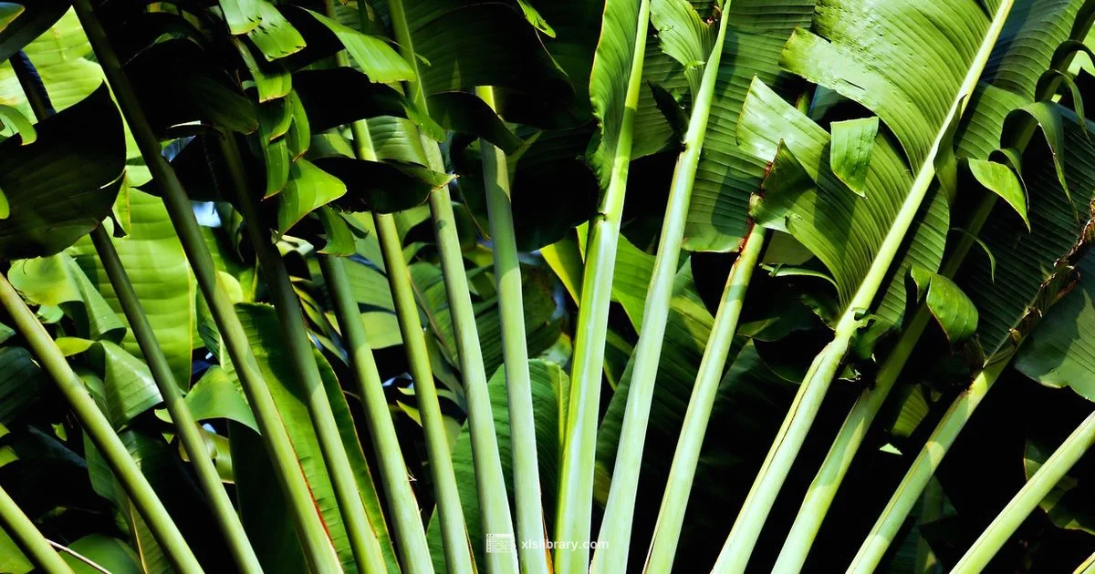 Dosing Flourish Excel - XLS Library